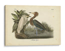Audubons Reddish Egret - John James Audubon | Cuadro decorativo de Canvas Lab