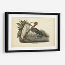 Audubons Reddish Egret - John James Audubon | Cuadro decorativo de Canvas Lab