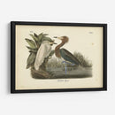 Audubons Reddish Egret - John James Audubon | Cuadro decorativo de Canvas Lab