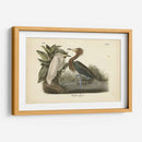 Audubons Reddish Egret - John James Audubon | Cuadro decorativo de Canvas Lab