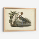 Audubons Reddish Egret - John James Audubon | Cuadro decorativo de Canvas Lab