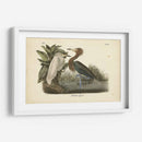 Audubons Reddish Egret - John James Audubon | Cuadro decorativo de Canvas Lab
