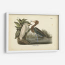 Audubons Reddish Egret - John James Audubon | Cuadro decorativo de Canvas Lab