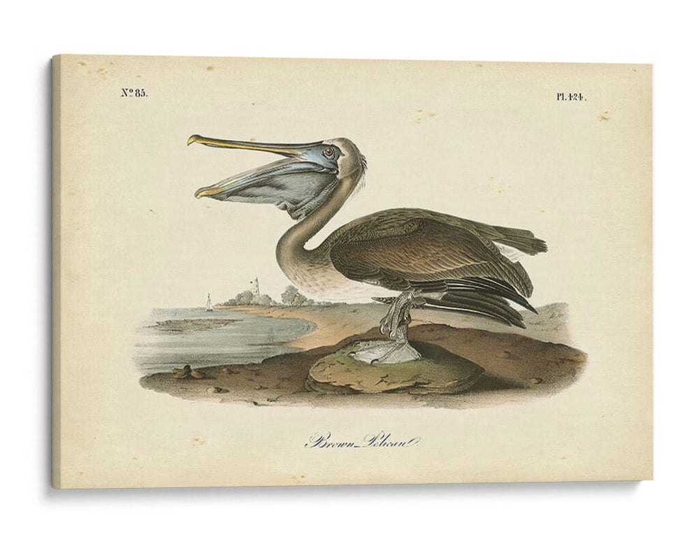 Audubons Brown Pelican - John James Audubon | Cuadro decorativo de Canvas Lab