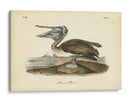 Audubons Brown Pelican - John James Audubon | Cuadro decorativo de Canvas Lab