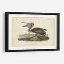 Audubons Brown Pelican - John James Audubon | Cuadro decorativo de Canvas Lab