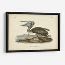 Audubons Brown Pelican - John James Audubon | Cuadro decorativo de Canvas Lab