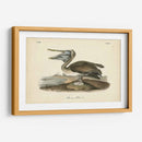 Audubons Brown Pelican - John James Audubon | Cuadro decorativo de Canvas Lab