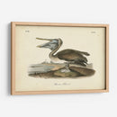 Audubons Brown Pelican - John James Audubon | Cuadro decorativo de Canvas Lab