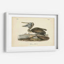 Audubons Brown Pelican - John James Audubon | Cuadro decorativo de Canvas Lab