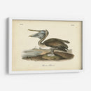 Audubons Brown Pelican - John James Audubon | Cuadro decorativo de Canvas Lab