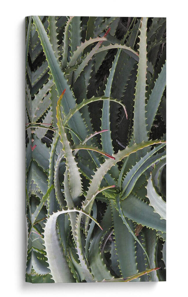 Cactus Espinoso - Rachel Perry | Cuadro decorativo de Canvas Lab