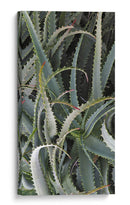 Cactus Espinoso - Rachel Perry | Cuadro decorativo de Canvas Lab