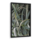 Cactus Espinoso - Rachel Perry | Cuadro decorativo de Canvas Lab