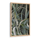 Cactus Espinoso - Rachel Perry | Cuadro decorativo de Canvas Lab
