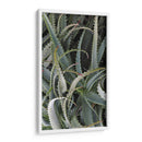 Cactus Espinoso - Rachel Perry | Cuadro decorativo de Canvas Lab