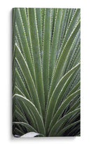 Cactus Apio - Rachel Perry | Cuadro decorativo de Canvas Lab