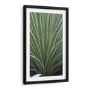 Cactus Apio - Rachel Perry | Cuadro decorativo de Canvas Lab