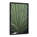 Cactus Apio - Rachel Perry | Cuadro decorativo de Canvas Lab