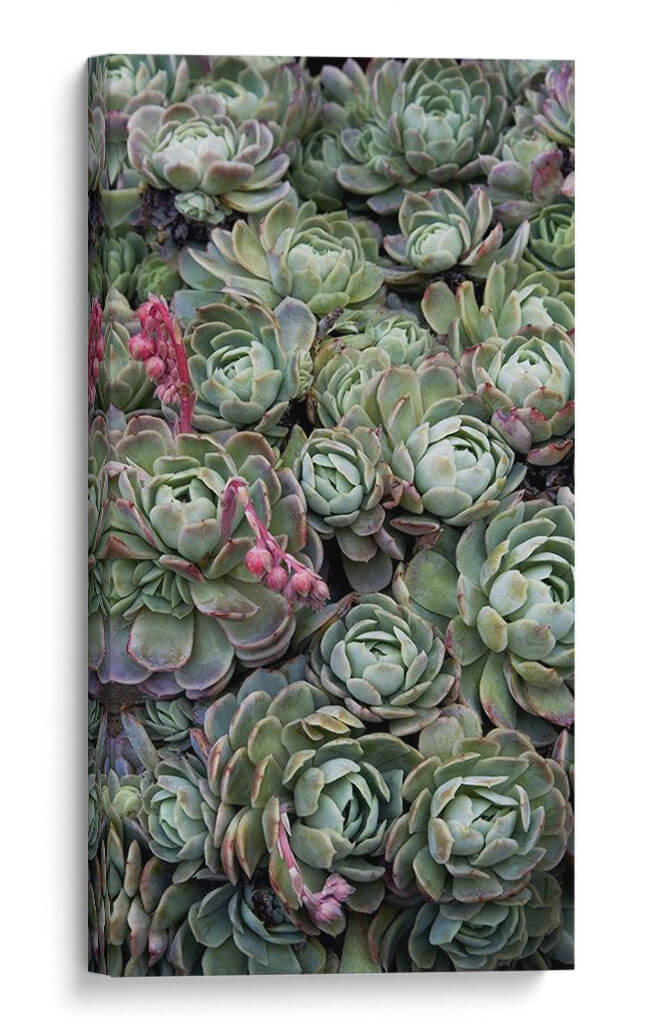 Tréboles De La Planta De Hielo - Rachel Perry | Cuadro decorativo de Canvas Lab
