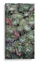 Tréboles De La Planta De Hielo - Rachel Perry | Cuadro decorativo de Canvas Lab