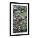 Tréboles De La Planta De Hielo - Rachel Perry | Cuadro decorativo de Canvas Lab