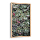 Tréboles De La Planta De Hielo - Rachel Perry | Cuadro decorativo de Canvas Lab