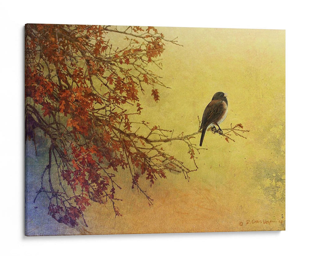 Snow Oak Junco - Chris Vest | Cuadro decorativo de Canvas Lab