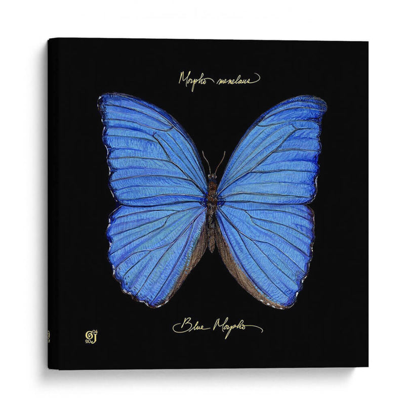 Mariposa Sorprendente I - Ginny Joyner | Cuadro decorativo de Canvas Lab