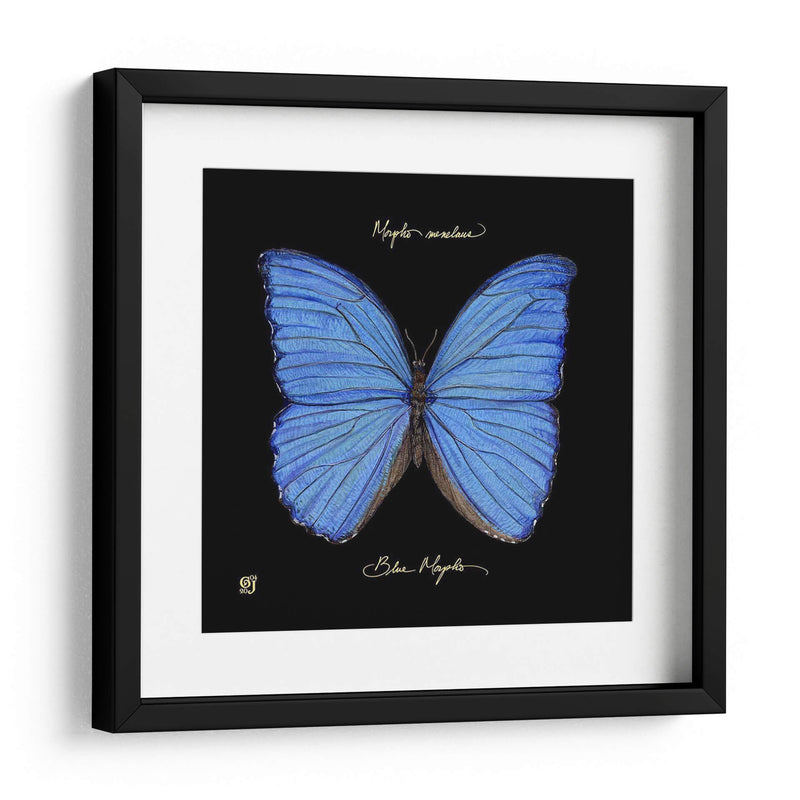 Mariposa Sorprendente I - Ginny Joyner | Cuadro decorativo de Canvas Lab