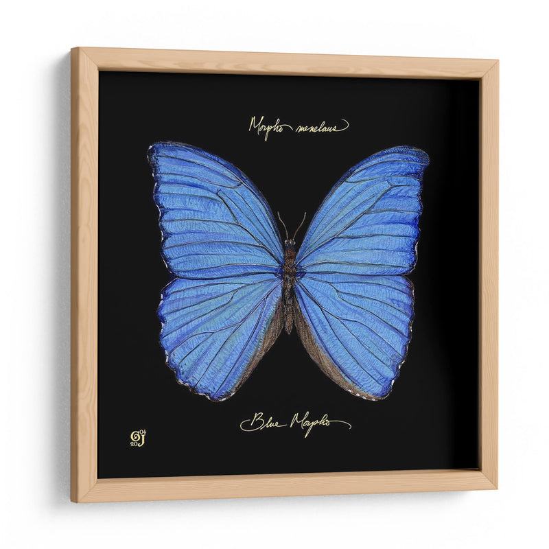 Mariposa Sorprendente I - Ginny Joyner | Cuadro decorativo de Canvas Lab