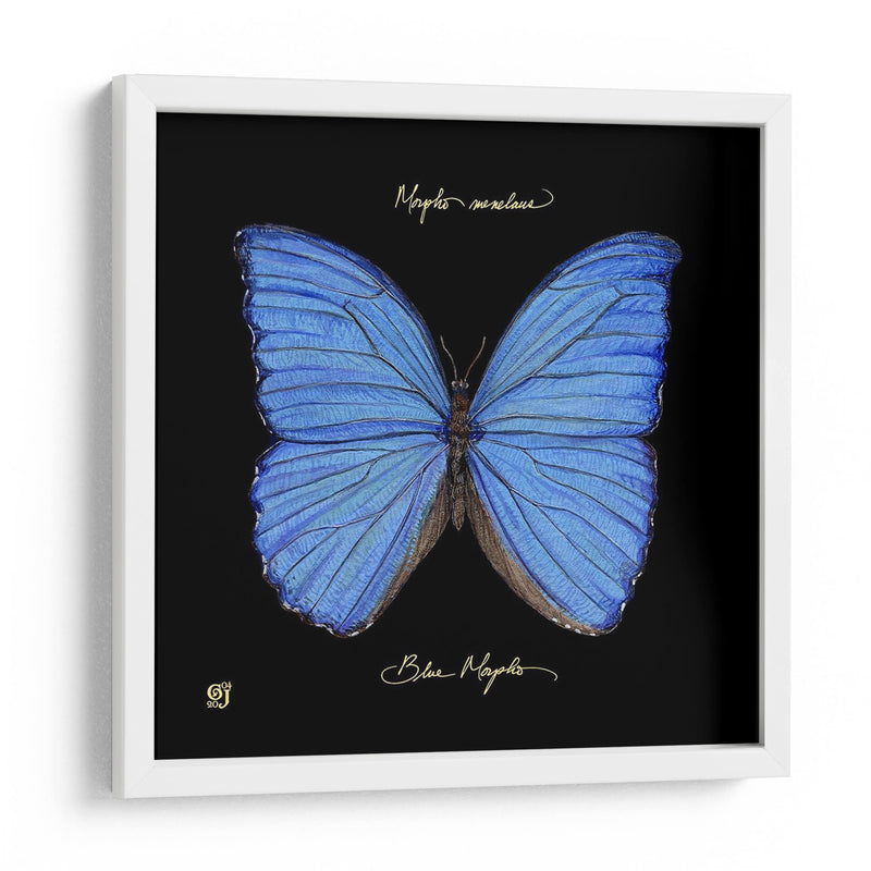 Mariposa Sorprendente I - Ginny Joyner | Cuadro decorativo de Canvas Lab
