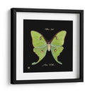 Mariposa Sorprendente Iv - Ginny Joyner | Cuadro decorativo de Canvas Lab