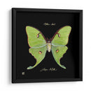 Mariposa Sorprendente Iv - Ginny Joyner | Cuadro decorativo de Canvas Lab