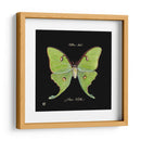 Mariposa Sorprendente Iv - Ginny Joyner | Cuadro decorativo de Canvas Lab