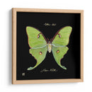 Mariposa Sorprendente Iv - Ginny Joyner | Cuadro decorativo de Canvas Lab