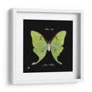 Mariposa Sorprendente Iv - Ginny Joyner | Cuadro decorativo de Canvas Lab