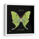 Mariposa Sorprendente Iv - Ginny Joyner | Cuadro decorativo de Canvas Lab