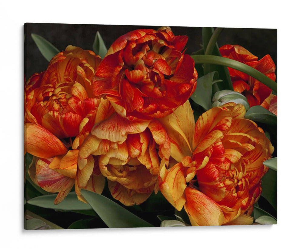 Tulipanes Del Viejo Mundo I - Rachel Perry | Cuadro decorativo de Canvas Lab