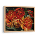 Tulipanes Del Viejo Mundo I - Rachel Perry | Cuadro decorativo de Canvas Lab