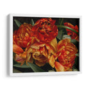 Tulipanes Del Viejo Mundo I - Rachel Perry | Cuadro decorativo de Canvas Lab