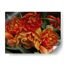 Tulipanes Del Viejo Mundo I - Rachel Perry | Cuadro decorativo de Canvas Lab