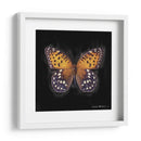 Techno Butterfly Iv - Lola Henry | Cuadro decorativo de Canvas Lab