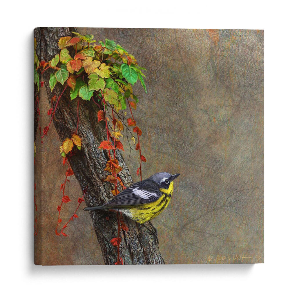 Curruca De Magnolia - Chris Vest | Cuadro decorativo de Canvas Lab