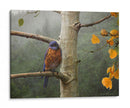 Lluvia Bluebird - Chris Vest | Cuadro decorativo de Canvas Lab