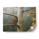 Lluvia Bluebird - Chris Vest | Cuadro decorativo de Canvas Lab