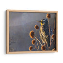 Meadowlark - Chris Vest | Cuadro decorativo de Canvas Lab