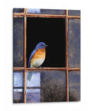 Ventana De Bluebird - Chris Vest | Cuadro decorativo de Canvas Lab
