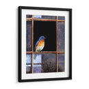 Ventana De Bluebird - Chris Vest | Cuadro decorativo de Canvas Lab