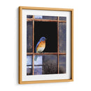 Ventana De Bluebird - Chris Vest | Cuadro decorativo de Canvas Lab